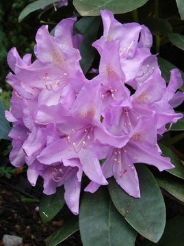 RÓŻANECZNIK 'Roseum Elegans' | Rhododendron