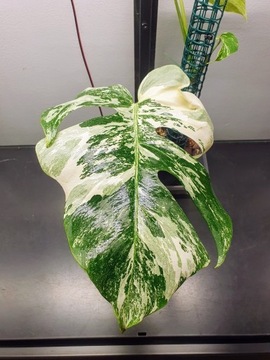 Monstera Variegata