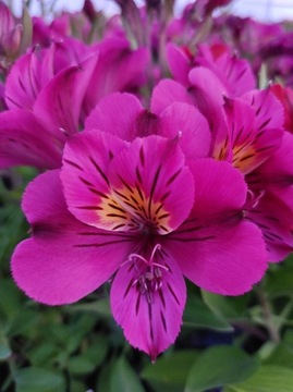 Alstromeria pojemnikowa - Louise