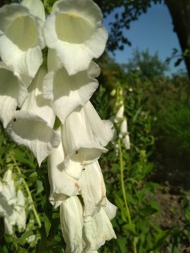 Naparstnica Biała Digitalis Purpurea nasiona