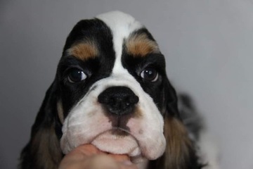 Cocker Spaniel Amerykański -śliczny szczeniaczek 