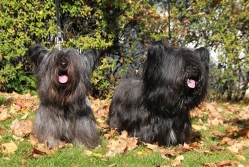 Skye terrier z rodowodem ZKwP/FCI