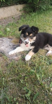 Border collie suczka 