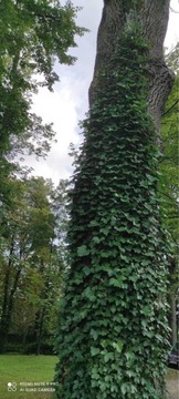 BLUSZCZ hedera helix 135-150cm