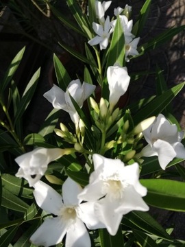 Oleander, roślina w doniczce