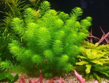 Myriophyllum Guyana na 2-3 plan.Hodowla podwodna. 