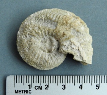 Amonit skamieniałość - Jura 