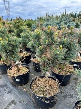 Sosna limba Pinus Cembra - GLAUCA 