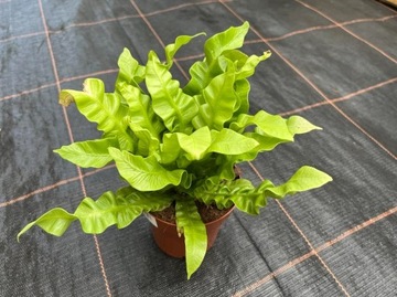 Asplenium paproć zanokcica Crispy Wave