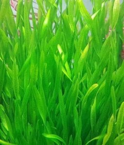 Vallisneria spiralis Nurzaniec śrubowy