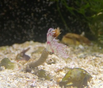 Rurówka biało-różowa - akwarium morskie