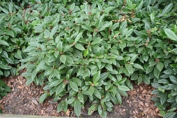 Kalina Dawida-Viburnum davidii