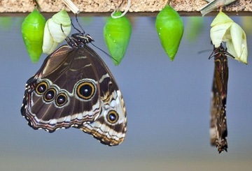 Sprzedam (ŻYWE) motyle {Morpho i Attacus atlas}
