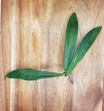 Hoya shepherdii - cięta sadzonka