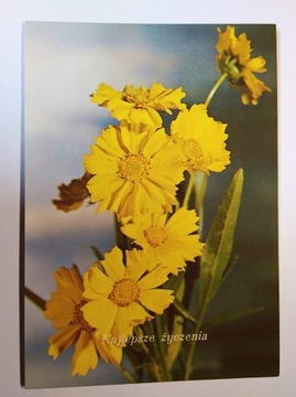 Kwiaty rośliny fot. Wendołowski RUCH 1972