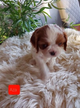 Cavalier king charles spaniel 