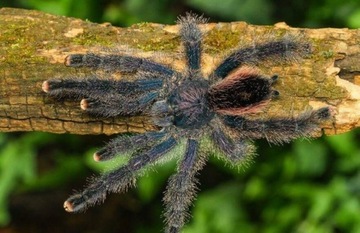 Avicularia juruensis M2 ex Peru Purple L2 pająk 