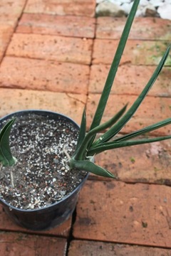 Sansievieria amazon green sukulent 2 odrost 30 cm