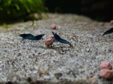 krewetki Neocardina blue velvet