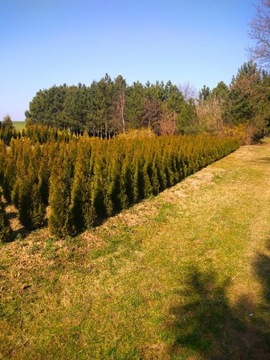 Thuja Smaragd 180 -200 cm