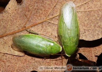 Karaczan zielony (panchlora nivea)