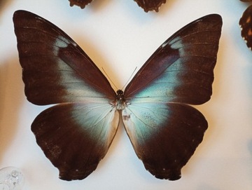 Morpho cisseis gahua forma niebieska M