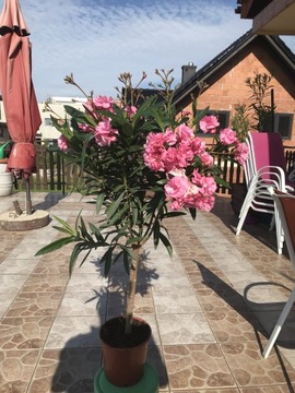 Oleander na pniu różowe pachnące