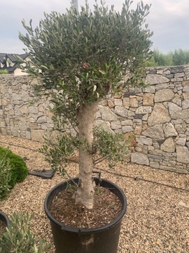 Drzewo oliwne oliwka 
