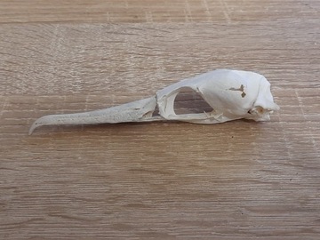 Prawdziwa czaszka kormorana