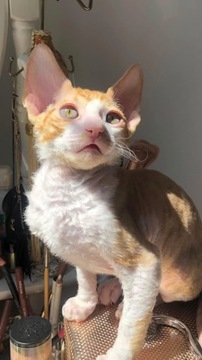 Cornish rex kocurki 