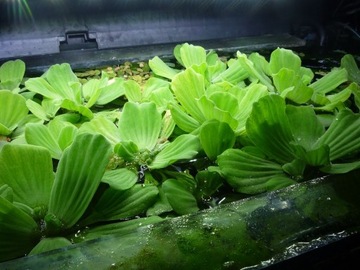 Pistia XL 10-12cm red.azotany1szt =5zł +GRATIS