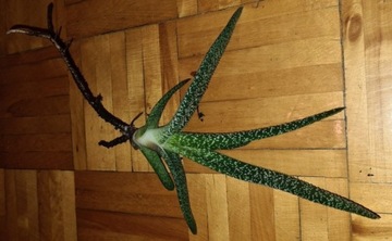 041. Gasteria sukulent, sukulenty, kaktus