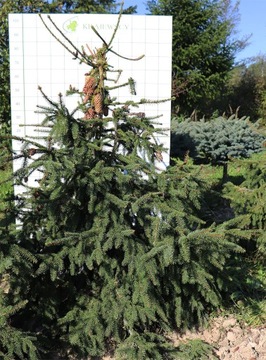 Świerk pospolity Picea abies ,Acrocona’ 160-180cm