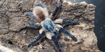 Monocentropus balfouri L2/L3 pająk/ptasznik