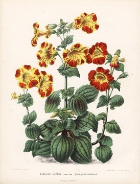 1868 r.  Kwiaty II  reprint XIX w.  grafik