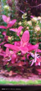 Bacopa Salzmannii purple.