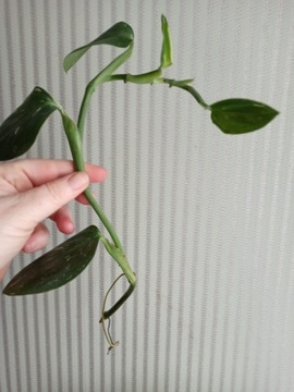 Filodendron Cobra - Monstera Standleyana