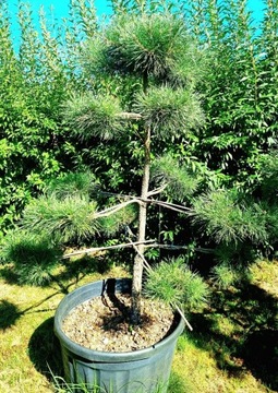 Niwaki, bonsai sosna