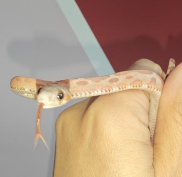  scaleless clasic wąż zbożowy samica młoda 