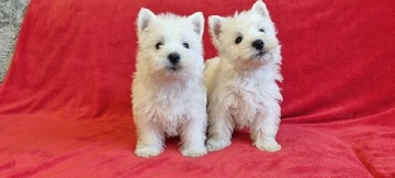 West Highland White Terrier -  szczeniaki 