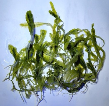 Caulerpa taxifolia