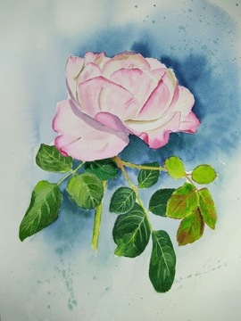 Obraz, Akwarela - Botanika, Róża A4.