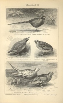 Zwierzęta cz. 7 oryginalne XIX w. grafiki