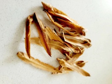 10 szt. Nasion Drzewo Tulipanowiec Amerykański