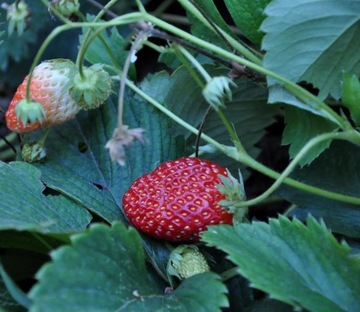 Poziomka Wysoka Podkarpacka (Fragaria moschata) 