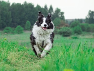 Sesja zdjęciowa z pupilem, sesja zdjęciowa z psem