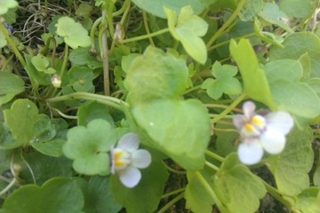 Cymbalaria murowa