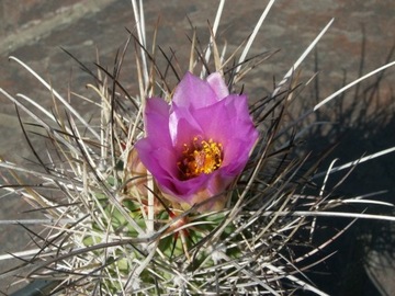 Sclerocactus glaucus SB 1750 - 10 nasion