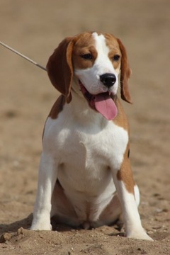 szczeniak Beagle
