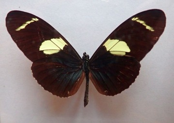 Motyl Czarno Biały Heliconius sara